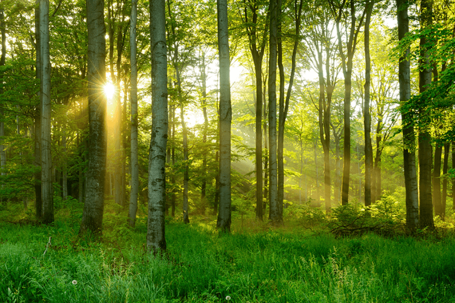 Wald