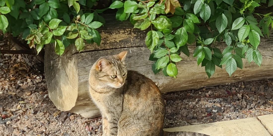 Katze Mimi