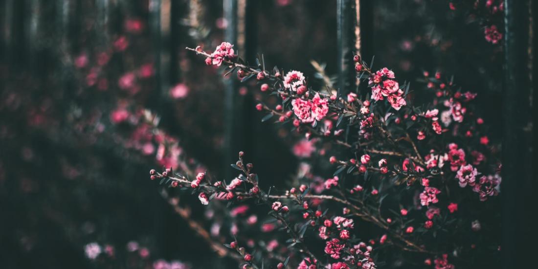 Blumenstrauch