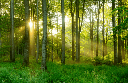 Wald