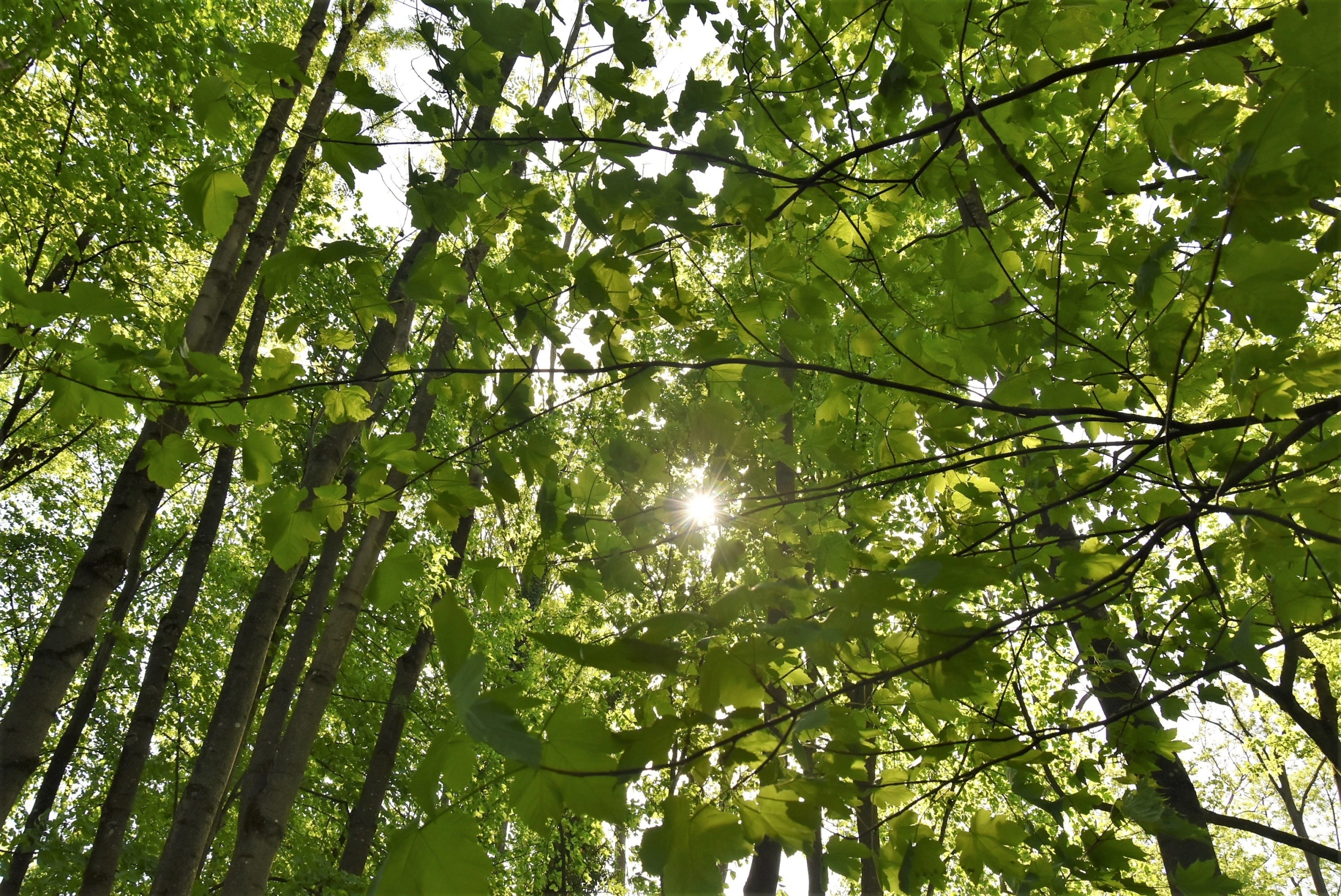 Schlosspark Mauerbach c Pavel Laurencik DSC 4325