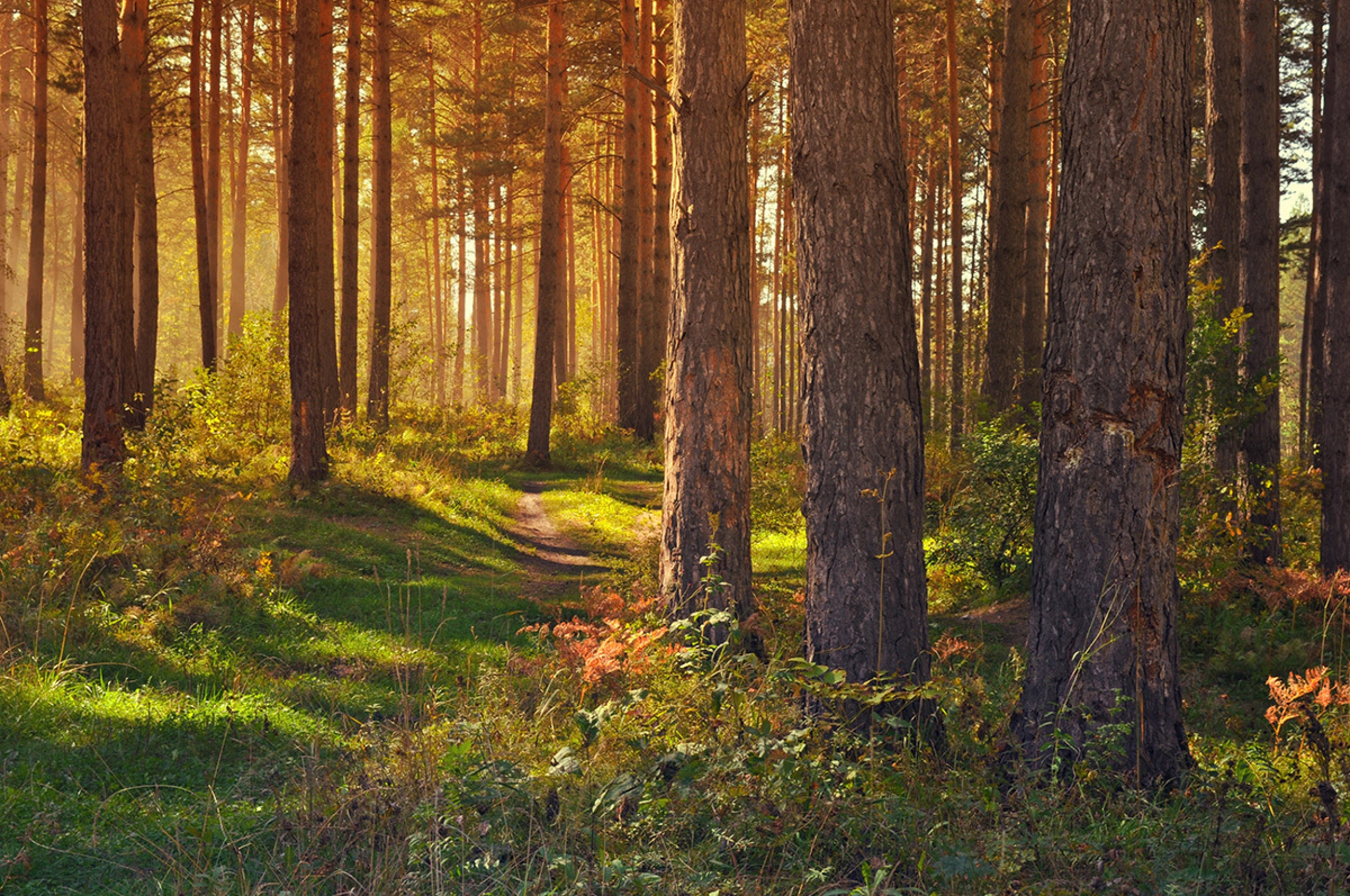 Wienerwald Wienerwald